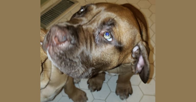 Photo of AZA, a Boerboel  in Fayetteville, NC, USA
