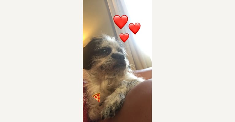 Pizza, a Shih Tzu and Dachshund mix tested with EmbarkVet.com
