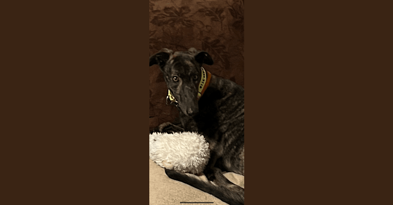 Queenie, a Greyhound and Whippet mix tested with EmbarkVet.com
