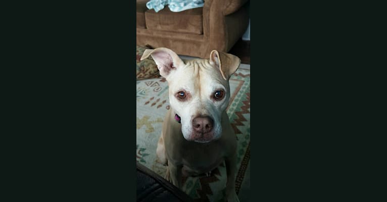 Nikki, a Staffordshire Terrier tested with EmbarkVet.com