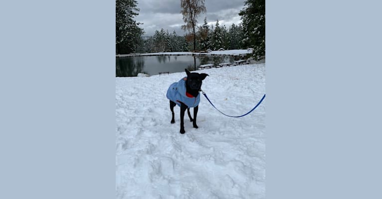 Beau, a Formosan Mountain Dog tested with EmbarkVet.com