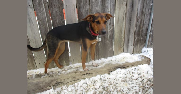 Photo of Chara, a Black and Tan Coonhound, Border Collie, Collie, Australian Cattle Dog, and American Foxhound mix in Missouri, USA