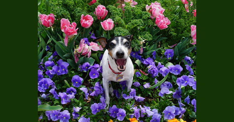 Checkers, a Rat Terrier tested with EmbarkVet.com