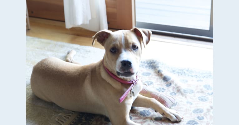 Tiger Lily, a Staffordshire Terrier and Boxer mix tested with EmbarkVet.com