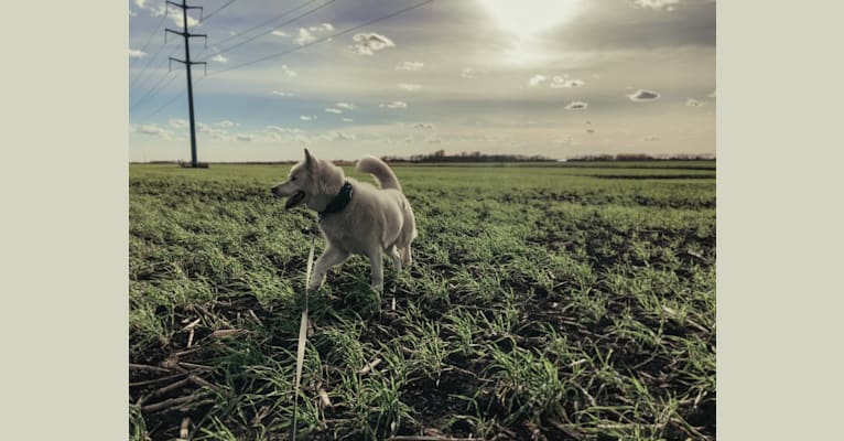 Photo of Recon, a Siberian Husky  in Fargo, North Dakota, USA
