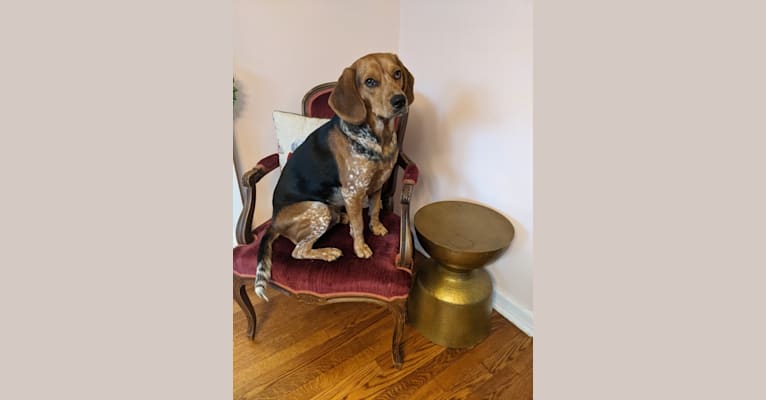 Photo of Ethan, a Beagle mix in Bowling Green, KY, USA
