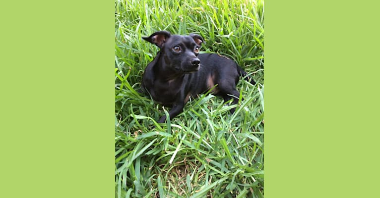 Photo of Sutter, a Chihuahua, Poodle (Small), Shih Tzu, Pekingese, and Mixed mix in Paris, Texas, USA