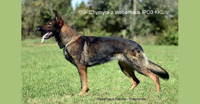 Chymyra, a German Shepherd Dog tested with EmbarkVet.com