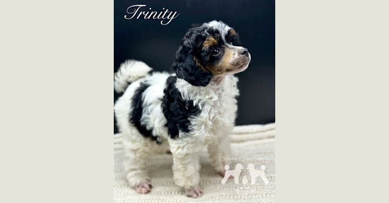 Trinity, a Poodle (Small) tested with EmbarkVet.com