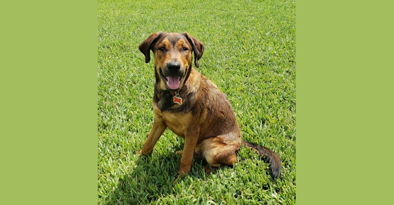Clyde, an American Pit Bull Terrier and Rottweiler mix tested with EmbarkVet.com