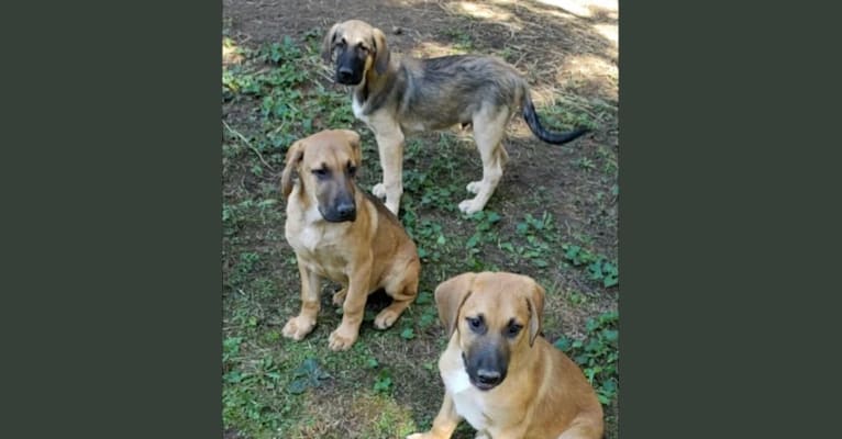 Photo of Buck, an Anatolian Shepherd Dog, German Shepherd Dog, American Pit Bull Terrier, and Chow Chow mix in Mississippi, USA