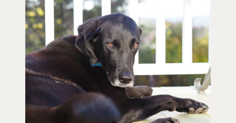 Bailey, a Rottweiler and Golden Retriever mix tested with EmbarkVet.com