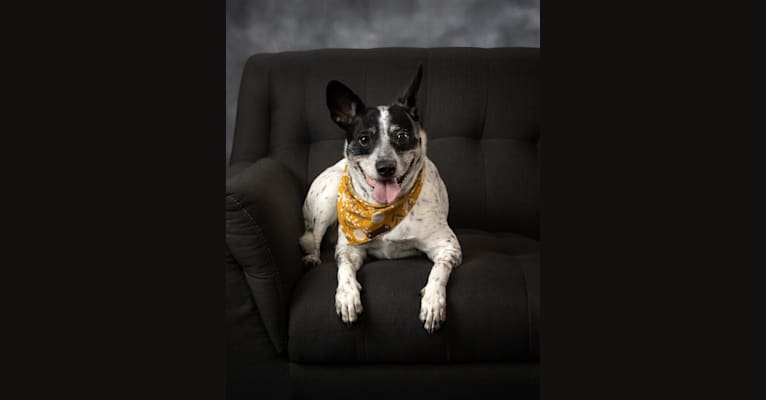 Misty, a Russell-type Terrier and Australian Cattle Dog mix tested with EmbarkVet.com