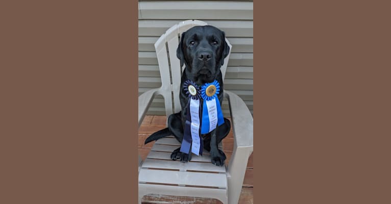 George, a Labrador Retriever tested with EmbarkVet.com