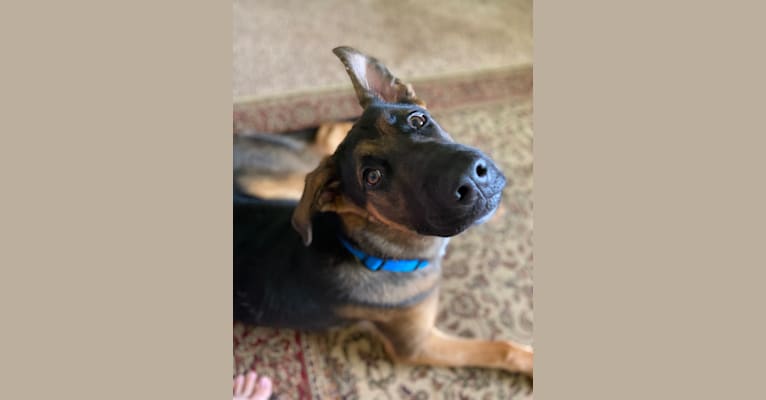 Photo of Brinks, a German Shepherd Dog, American Pit Bull Terrier, Boxer, and Golden Retriever mix in West Virginia, USA