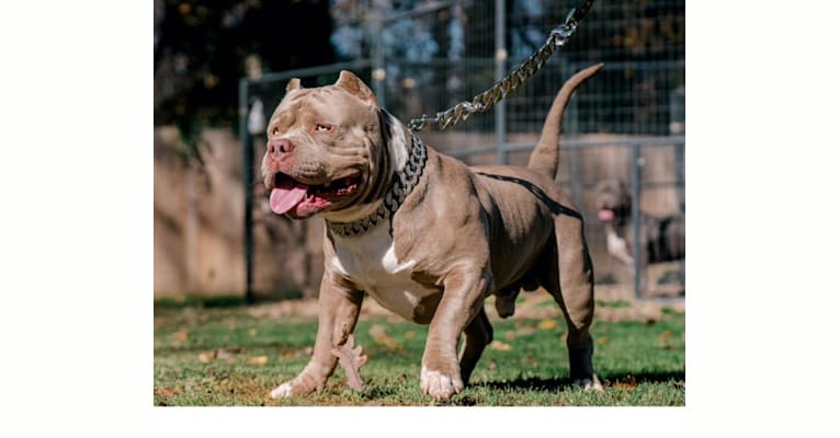 Forbes, an American Bully tested with EmbarkVet.com