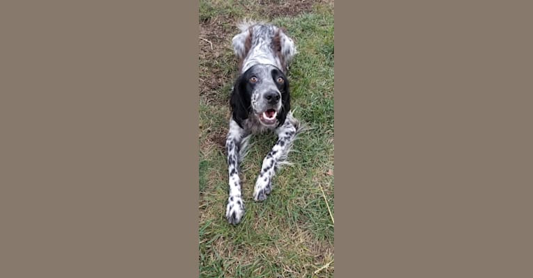 Sultan, an English Setter tested with EmbarkVet.com