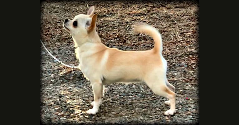 Photo of Winnie, a Chihuahua  in Bayfield, CO, USA