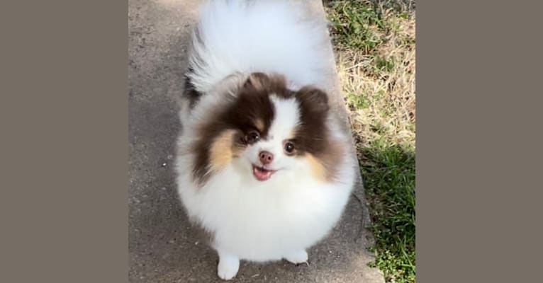Sassy, a Pomeranian tested with EmbarkVet.com