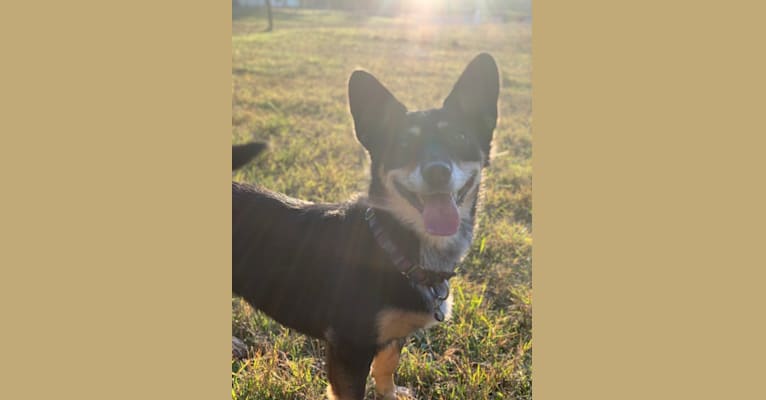 Nori, an Australian Cattle Dog and Chihuahua mix tested with EmbarkVet.com