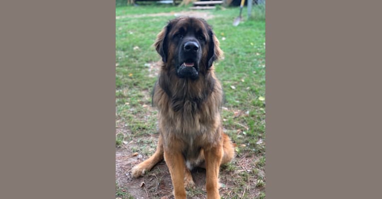 Photo of Henry, a Leonberger  in Prague, Czechia