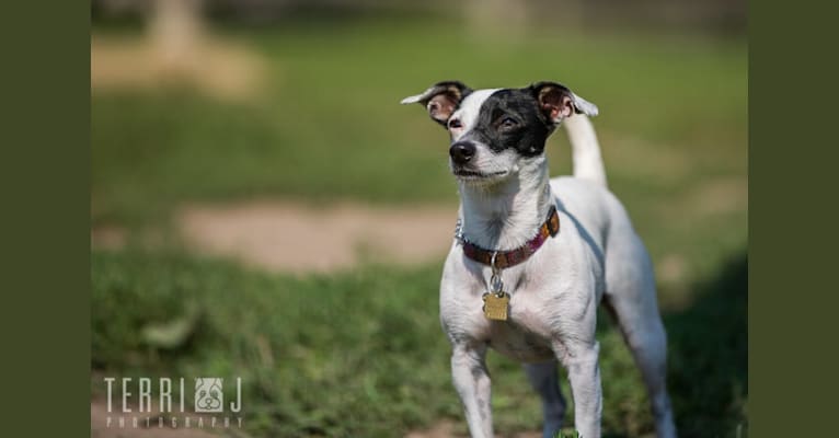 Coco, a Chihuahua and Russell-type Terrier mix tested with EmbarkVet.com