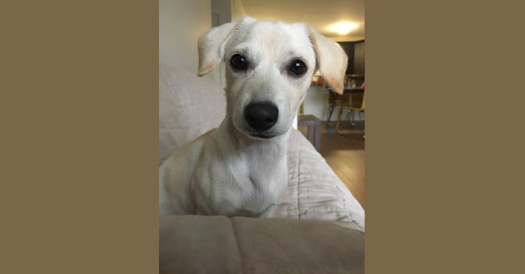 Sadie, a Dachshund and Chihuahua mix tested with EmbarkVet.com