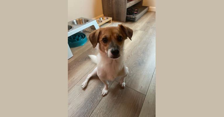 Laddoo, a Japanese or Korean Village Dog and Dachshund mix tested with EmbarkVet.com