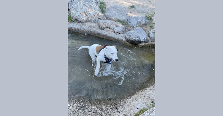 Photo of Rhett, an American Pit Bull Terrier, Labrador Retriever, and Australian Cattle Dog mix in Nampa, Idaho, USA