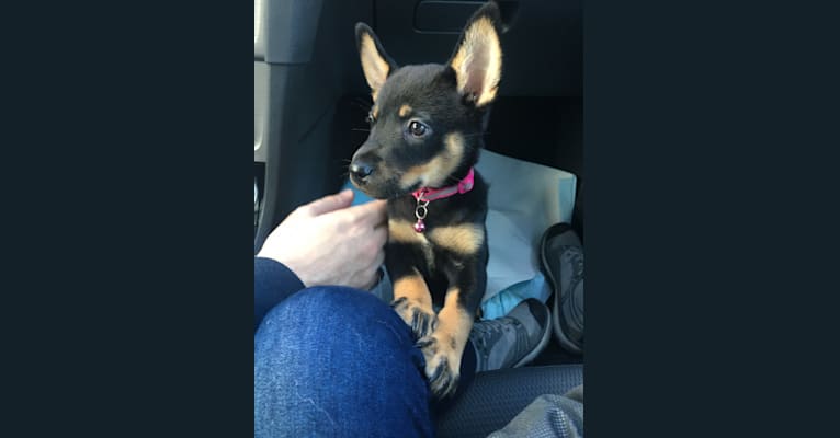 Leila, a Shiba Inu and Labrador Retriever mix tested with EmbarkVet.com