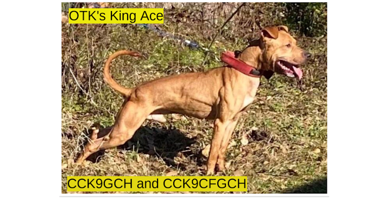 Ace, an American Pit Bull Terrier tested with EmbarkVet.com