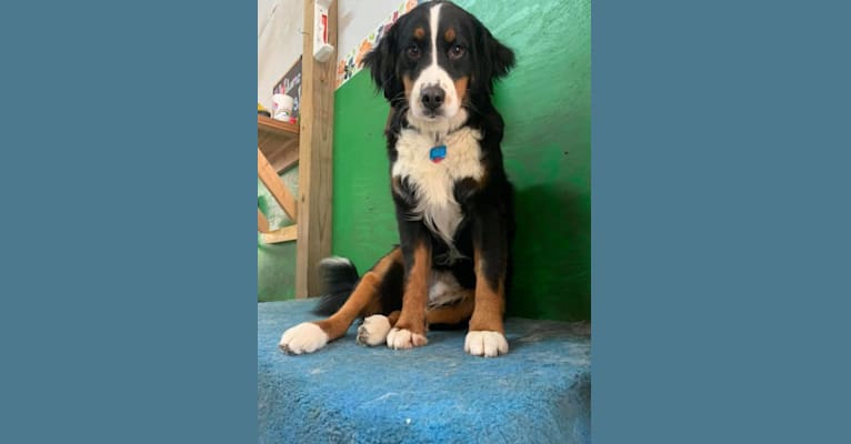 Volos, a Bernese Mountain Dog tested with EmbarkVet.com