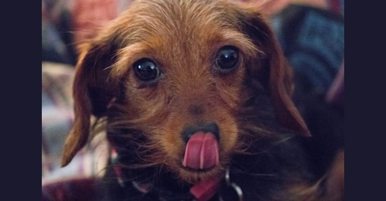 Maisie, a Dachshund and Yorkshire Terrier mix tested with EmbarkVet.com