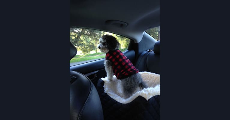 Photo of Holly, a Poodle (Small)  in Seattle, Washington, USA
