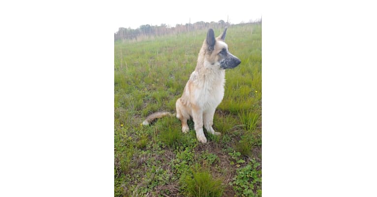 Orion, a German Shepherd Dog tested with EmbarkVet.com