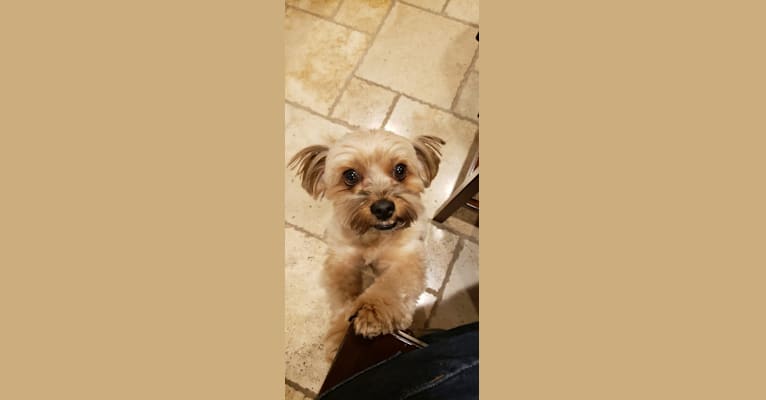 Griffin, a Yorkshire Terrier and Shih Tzu mix tested with EmbarkVet.com