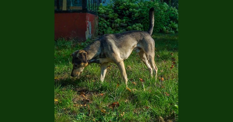 Medutis (Little Honey), an Eastern European Village Dog tested with EmbarkVet.com