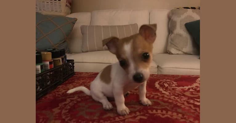 Wilson, a Chihuahua and Beagle mix tested with EmbarkVet.com