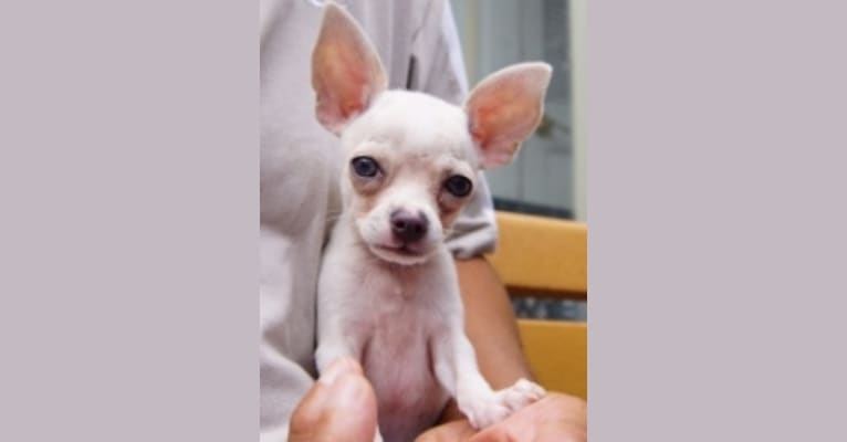 Chuchi, a Chihuahua tested with EmbarkVet.com