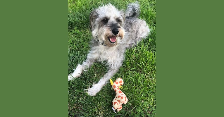 Photo of Fallon, a Miniature Schnauzer and Russell-type Terrier mix in Champaign, IL, USA