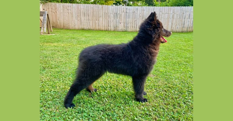 Photo of Roux, a Belgian Shepherd  in Bellbrook, OH, USA