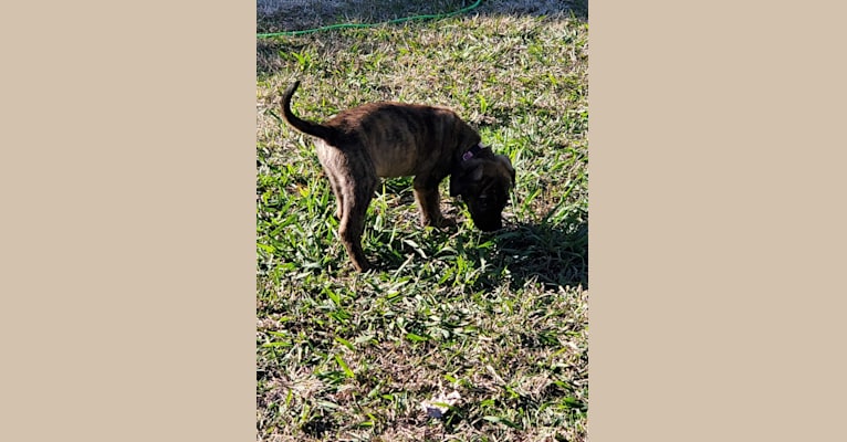 Photo of Molly, an American Pit Bull Terrier, German Shepherd Dog, Vizsla, and American Bulldog mix in Quinlan, Texas, USA