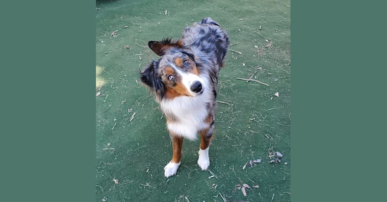 Remi, an Australian Shepherd and Border Collie mix tested with EmbarkVet.com