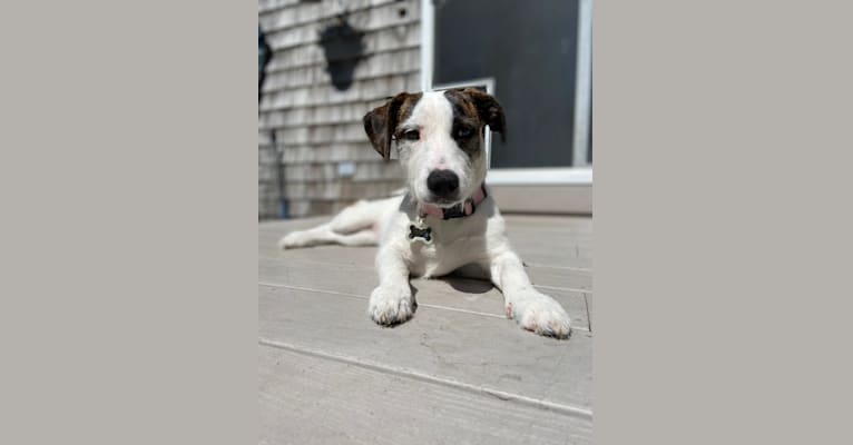Photo of Tuukka Roo, an American Pit Bull Terrier, Russell-type Terrier, and Mixed mix in Texas, USA