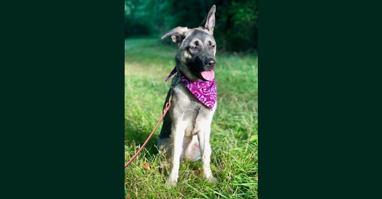 Irys, an Akita and German Shepherd Dog mix tested with EmbarkVet.com