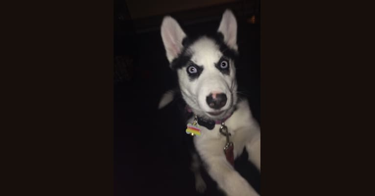 Photo of Peppermint, a Siberian Husky  in Surrey, British Columbia, Canada