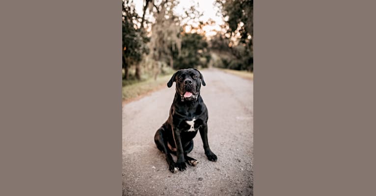Photo of Griffin, a Boerboel  in Pennsylvania, USA