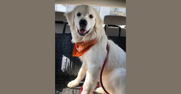 Finn, a Great Pyrenees and Beagle mix tested with EmbarkVet.com