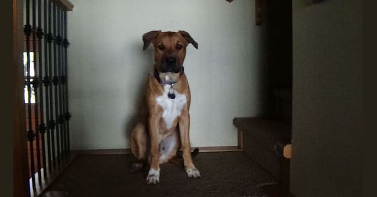 Oscar, a Staffordshire Terrier and Cane Corso mix tested with EmbarkVet.com