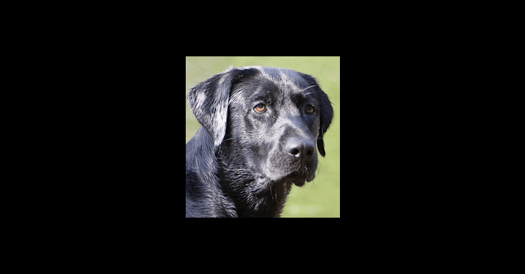 Moe, a Labrador Retriever tested with EmbarkVet.com